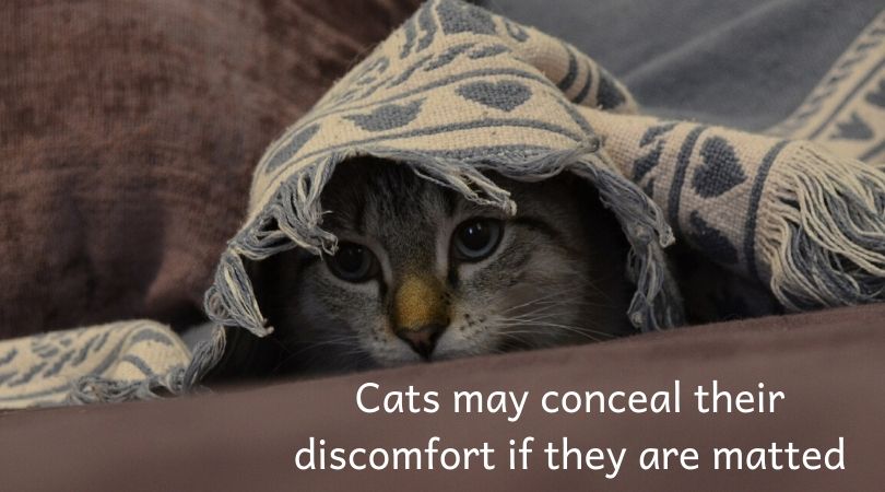 What Causes Cat Matted Fur—Plus How to Detangle and Prevent Mats from  Coming Back