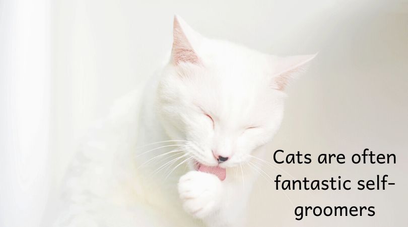 https://geniusvets.s3.amazonaws.com/gv-blog/2020/1/matting-in-cats-blog-self-grooming.jpg