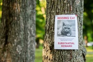 use flyers to find missing cats