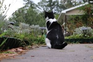 caring for neighborhood cats