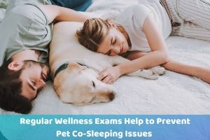 pet wellness exams help keep you safe when sleeping with pets