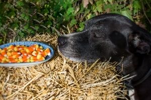 keep Halloween candy from pets