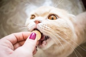 how to pill your cats