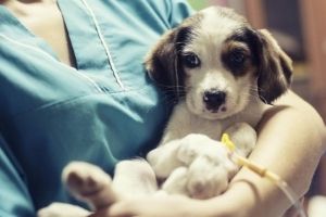 prevention of parvovirus in puppies