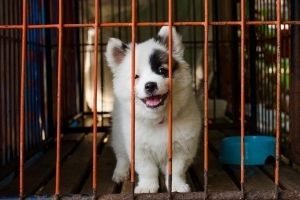 puppy crate training