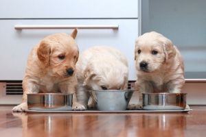 diets for good puppy dental care