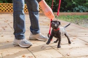 positive reinforcement puppy training