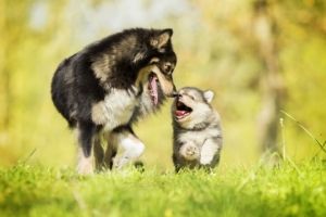  socializar cachorros después de las vacunas