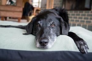 senior dog nearing end of life