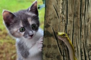 keep cats safe from snake bites