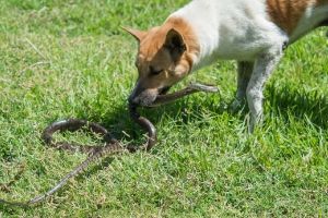 can dogs survive snake bites