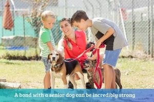 senior shelter dogs can bond