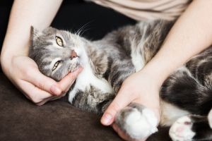 Cat with anxiety clearance treatment