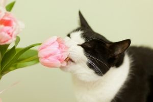 Tulips are poisonous to cats