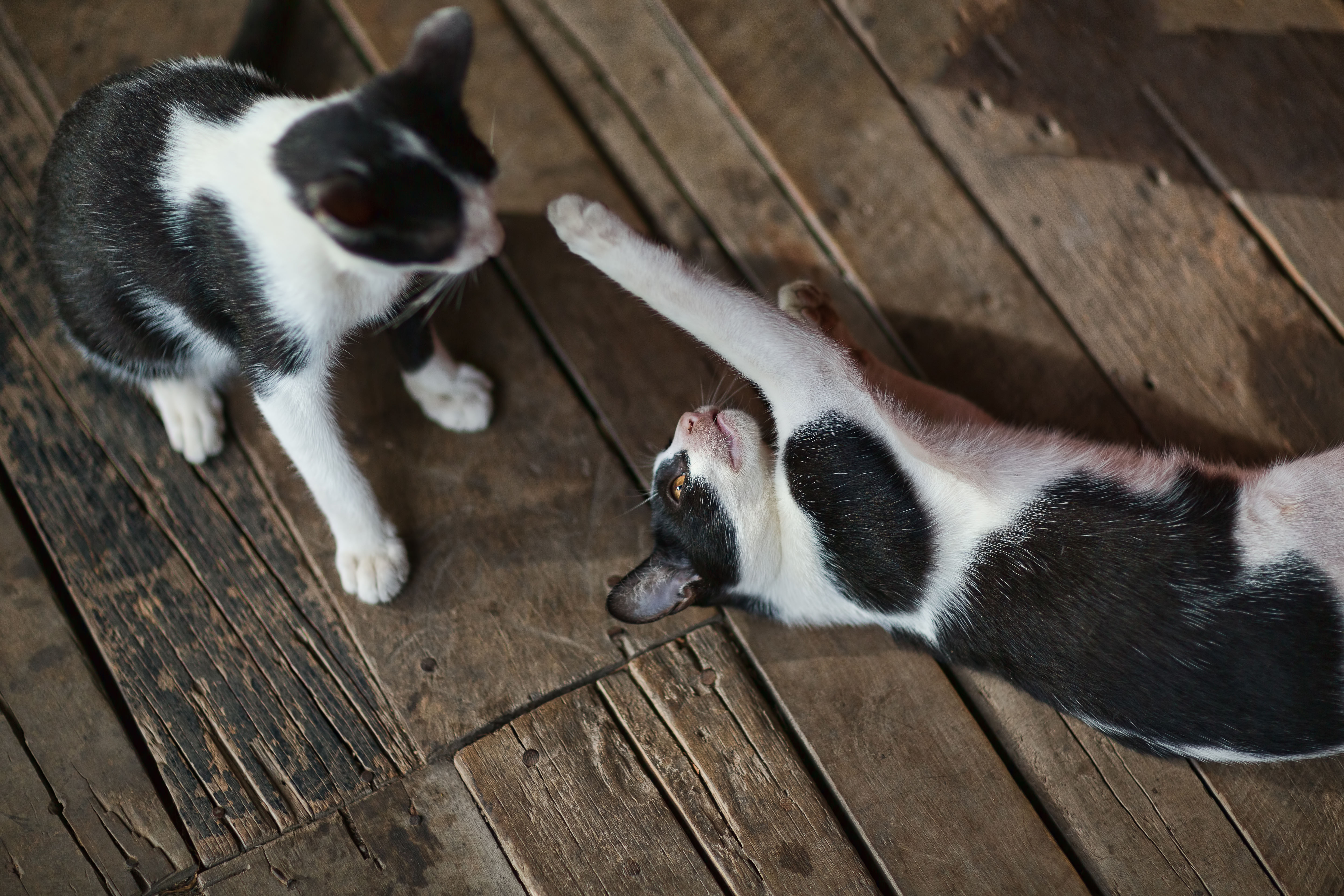 two cats playing