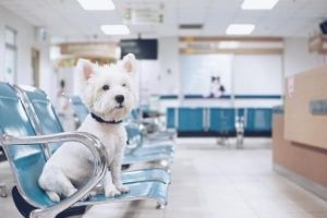 veterinary dog boarding
