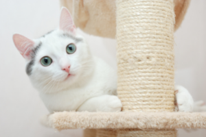 benefits of cat scratching posts