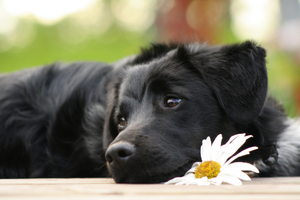 Adopt a store black dog day