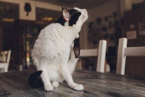 importance of cat parasite prevention