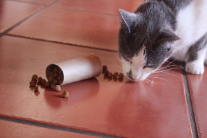 cat mealtime enrichment