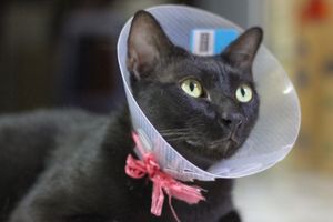 importance of cat spaying and neutering
