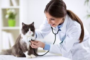 importance of cat wellness exams