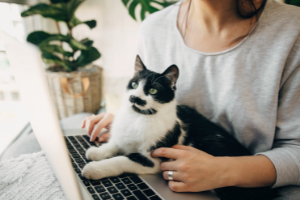 cats on laptops