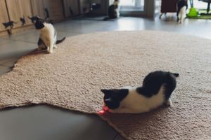 cats laser pointers