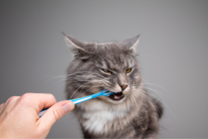 cats need dental care