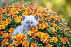 chrysanthemums toxic to pets