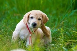 dog flea prevention