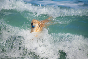 dog ocean safety