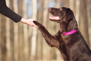 Responsible Dog Ownership Month dog training