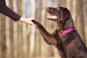 4 Things Responsible Dog Owners Must Do - Canine Coach Mike