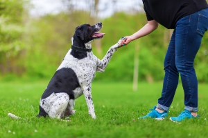 dog training