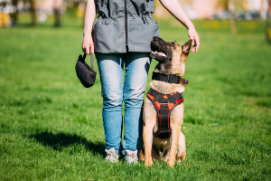 dog training look command