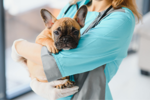 dogs like vet visits