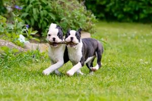 keeping your brachycephalic dog safe during exercise