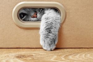 cat causes for Giving Tuesday