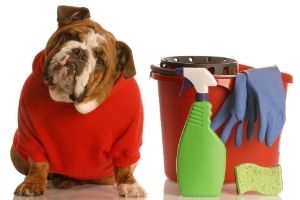 household cleaners toxic to pets