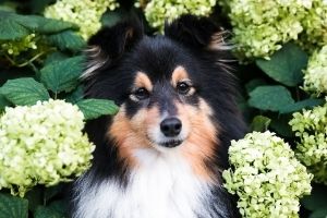 are hydrangea plants poisonous to dogs and cats