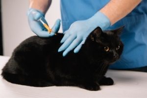 importance of cat microchipping