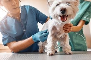 go to vet for emergency pet poisonings