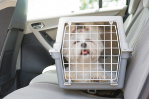 travel safely with pets