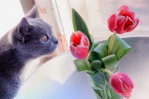 tulips toxic to pets