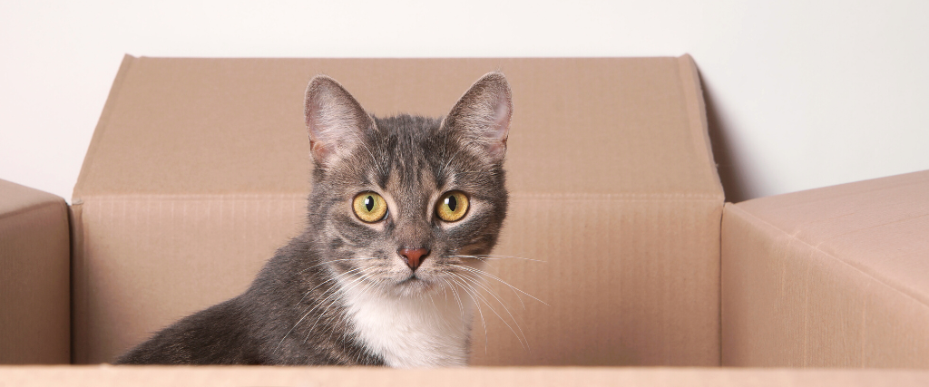 Cat in carboard box