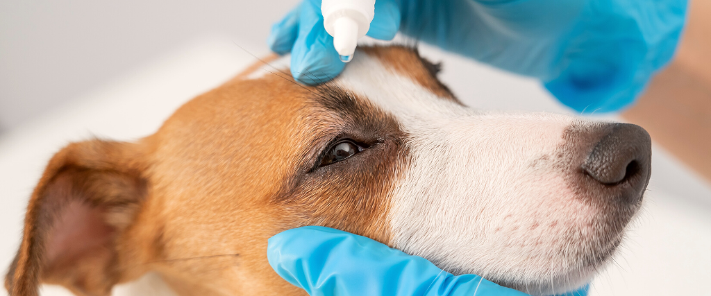 veterinarian dripping eye drops to jack russell terrier dog