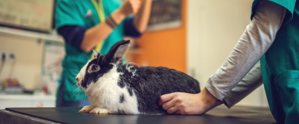 Black and white rabbit on medical examination at vet's office.