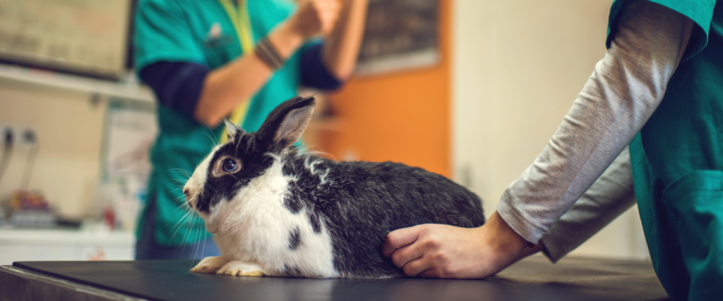 Aaha accredited veterinary store hospitals near me