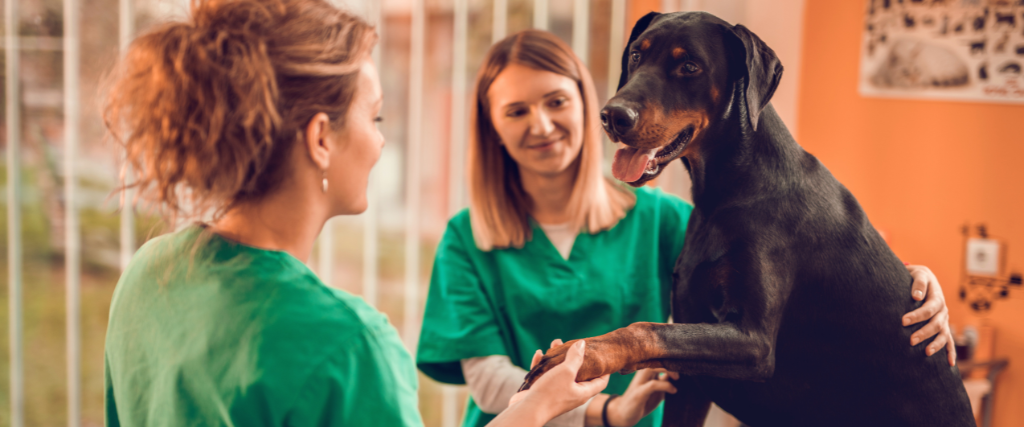 Female veterinarians with a purebred dog at vet's office.